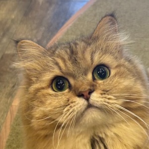 メイ